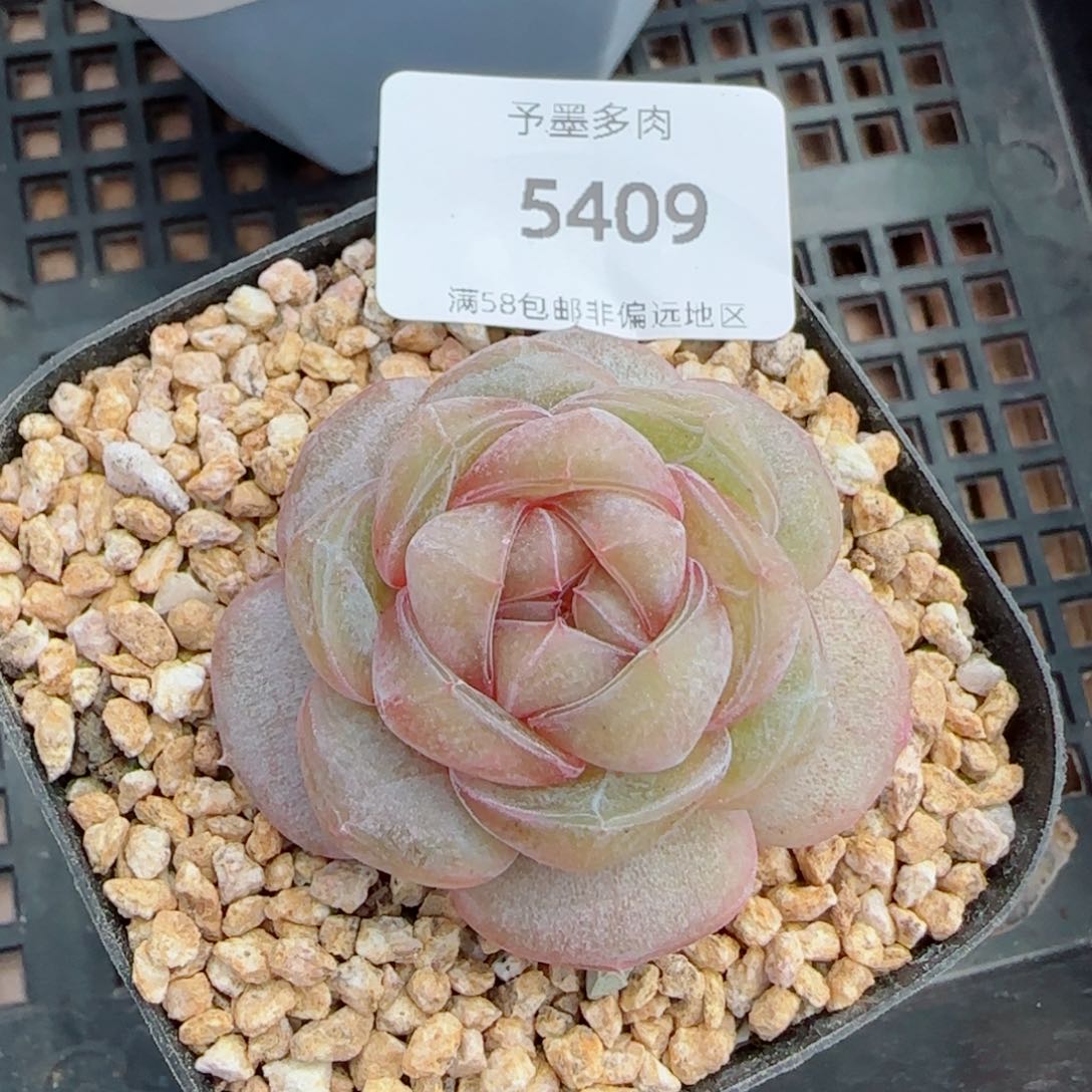 红皇后，5409多肉