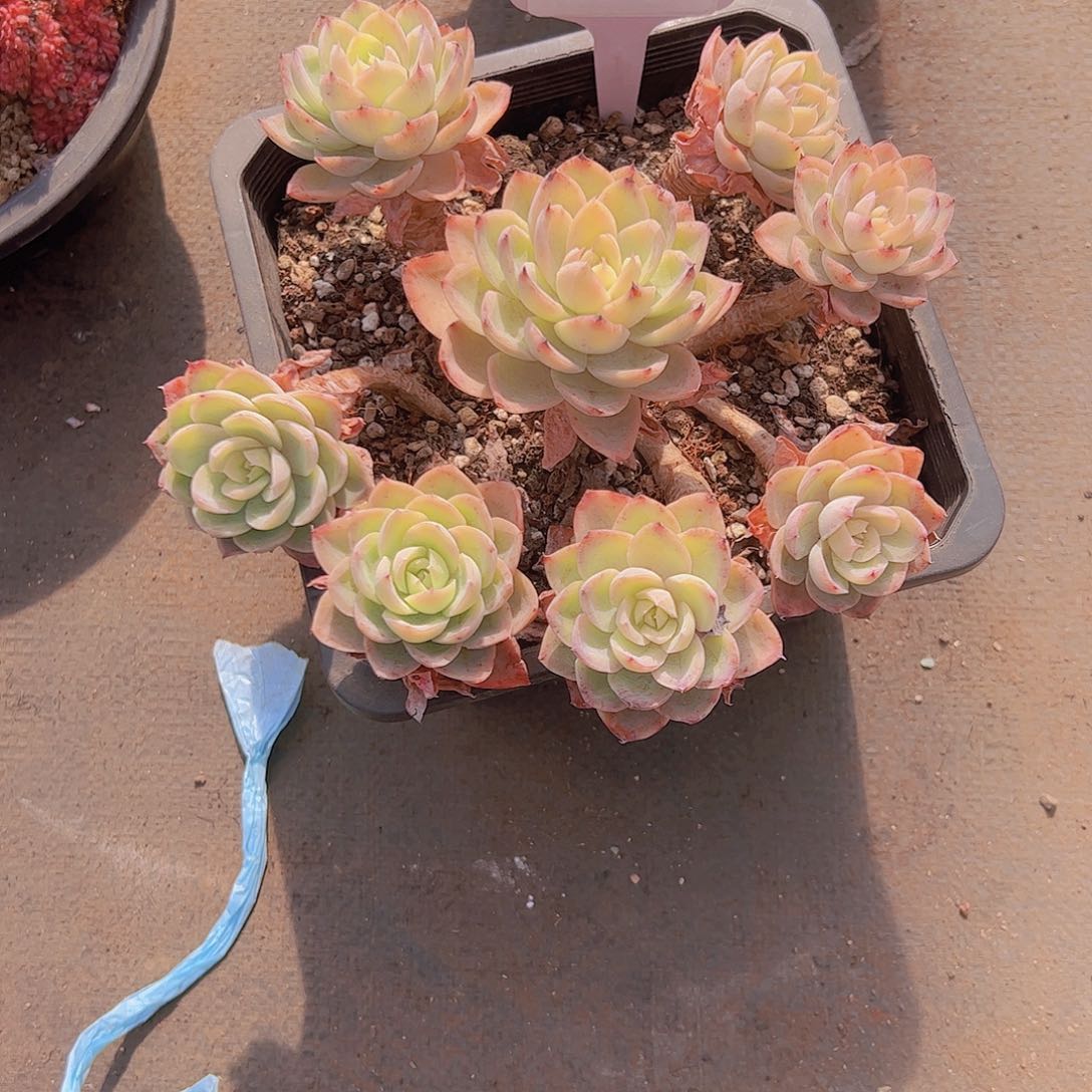 雁***宿055丝绸面纱30。。。。