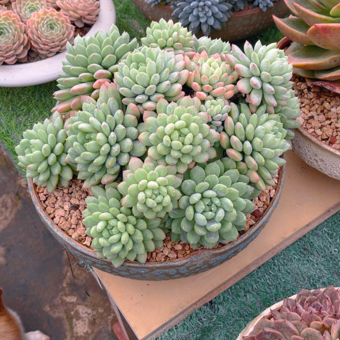 百搭翡翠自然大群多头