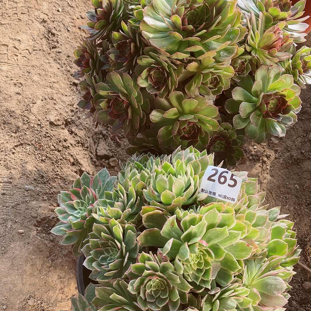 无花朵多肉植物组合267