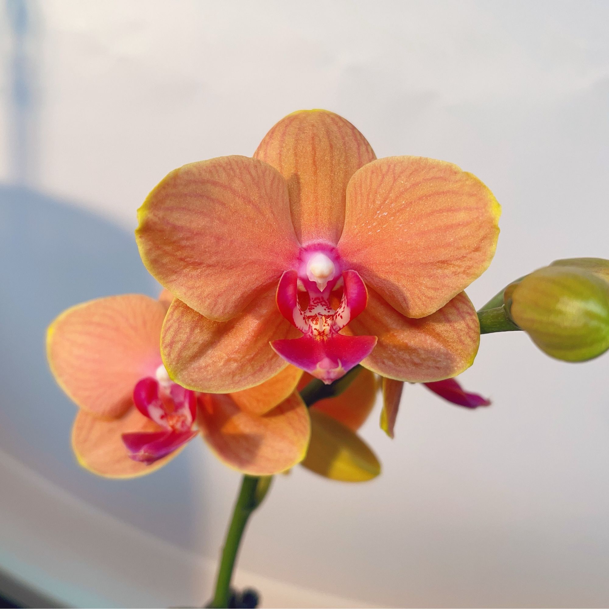 05【吉豆豆】精品蝴蝶兰