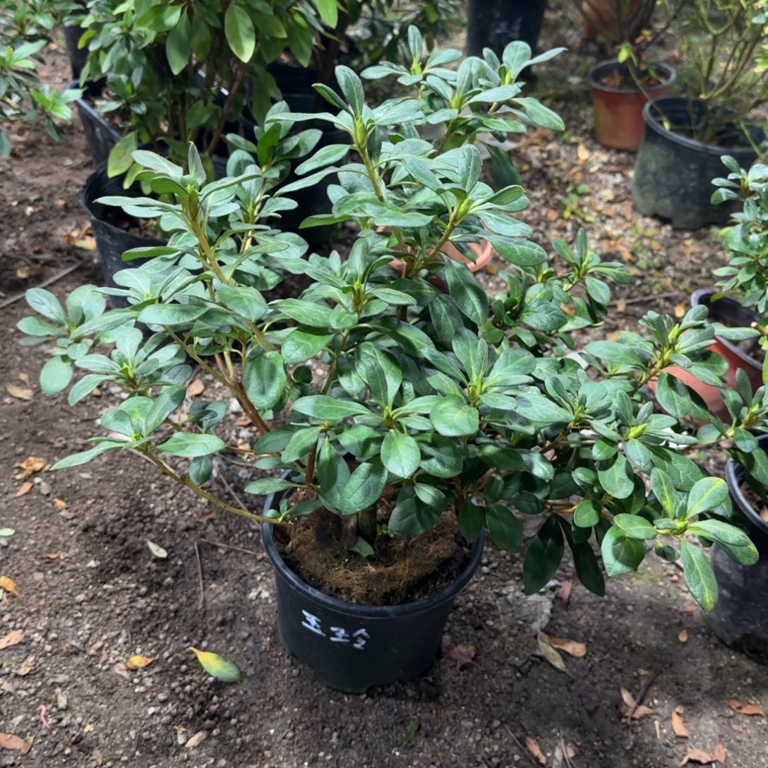 終***嚸完全开放玉玲杜鹃花