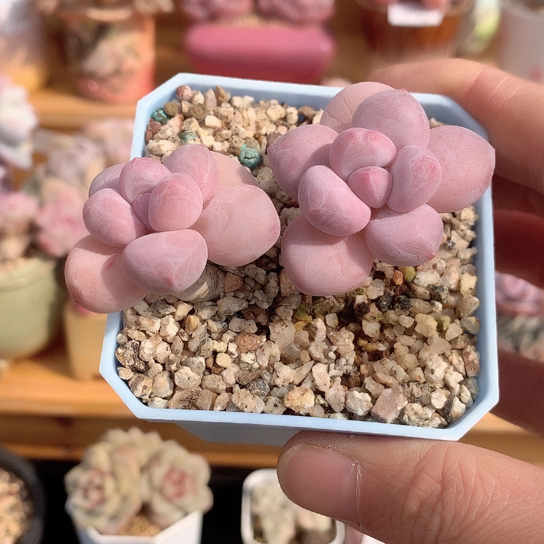 6108香水多肉一颗7厘米