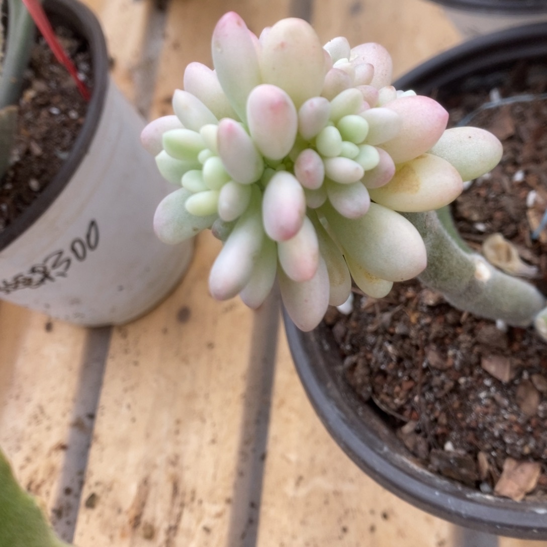 536鱼子酱锦锦你锦锦锦