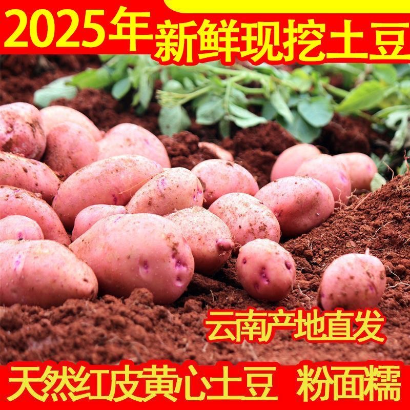 云南高山露天种植红皮黄心土豆新鲜现挖粉糯香面