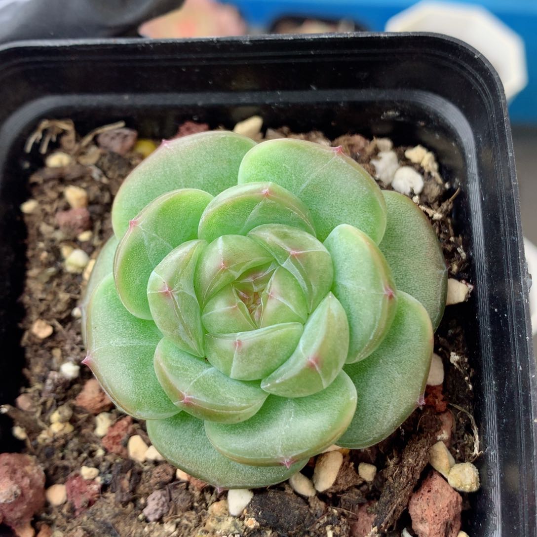 58包邮  群生不包整遥遥129