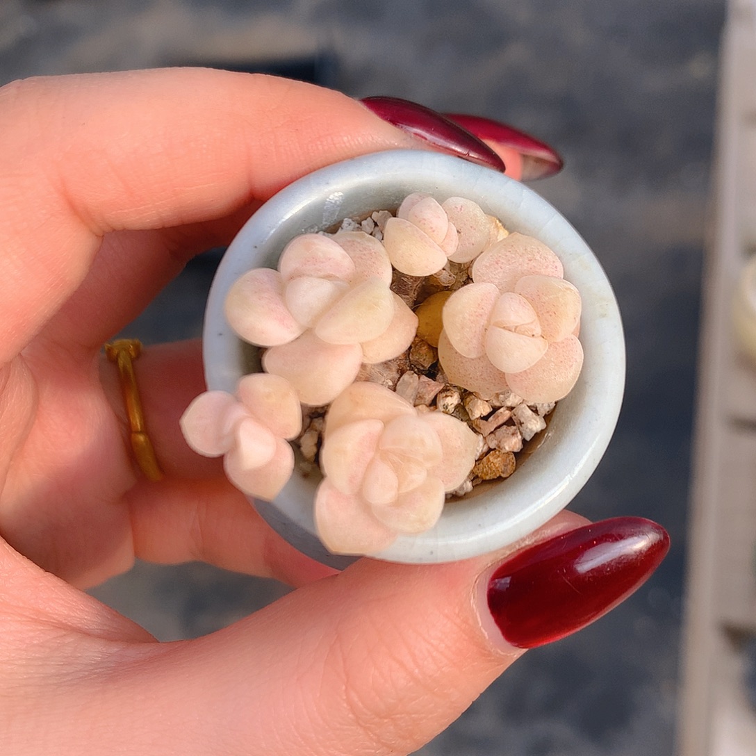 小叶黄粉冰玉木桩可带盆