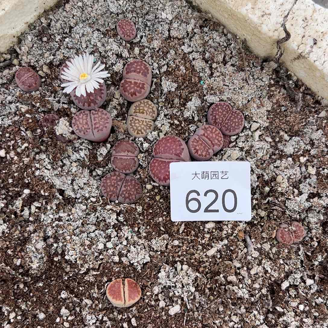 清框脱土发个别腿长有疤。   620