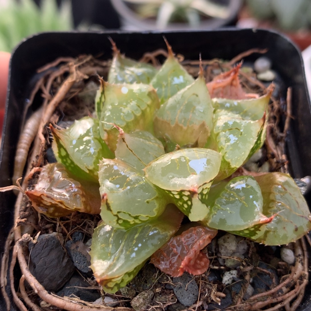 裹克，带盆一起发货