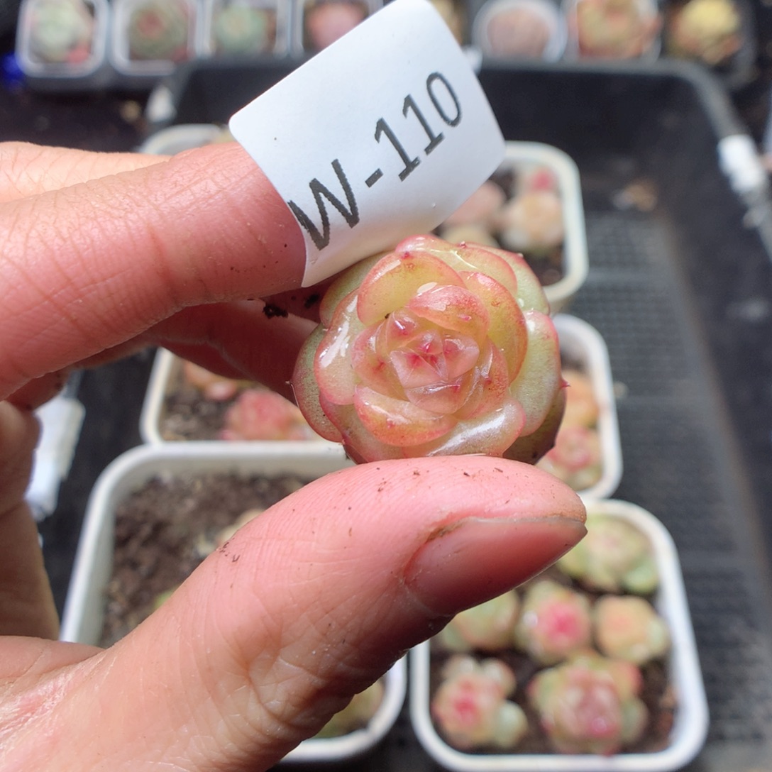 毛***嗨无花朵W110 yyyyyyy