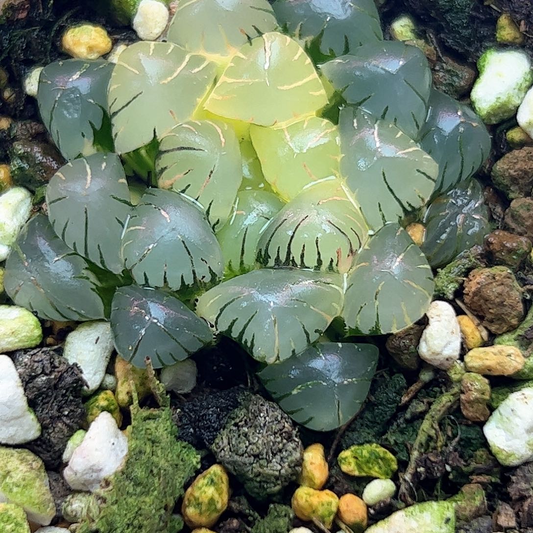 冰灯锦十二卷多肉植物