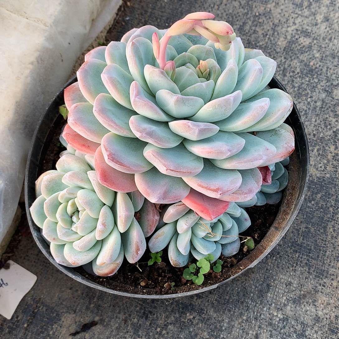 大****饰冰玉多肉一物一拍