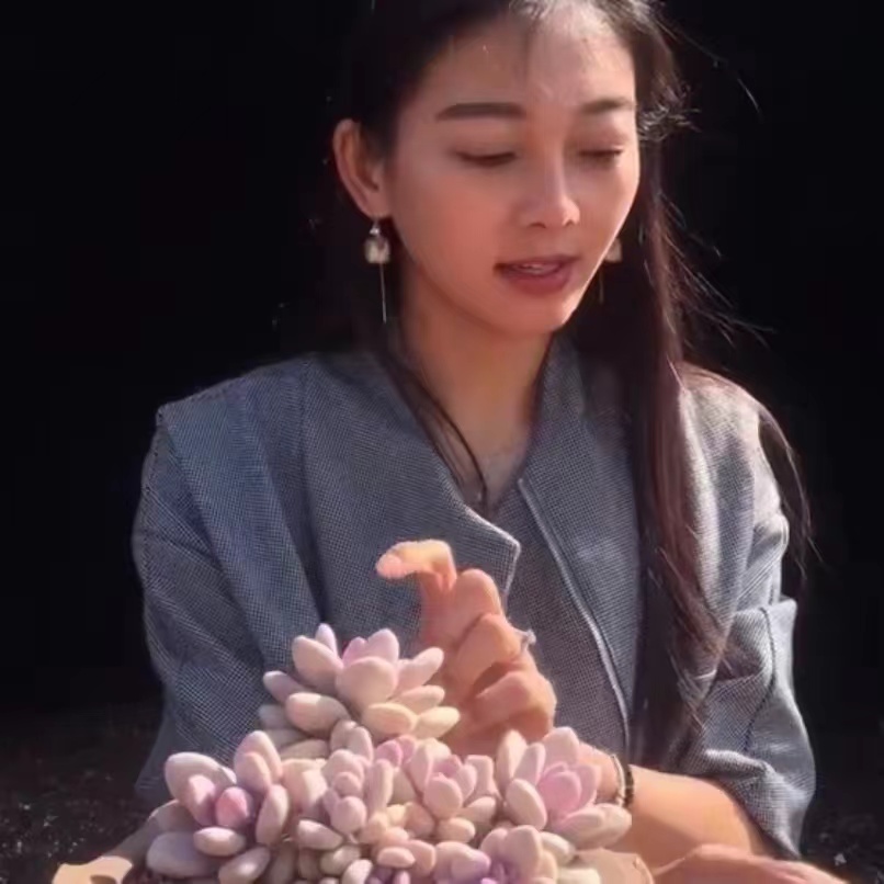 云漫多肉  红拉糖  一物一拍  多肉植物