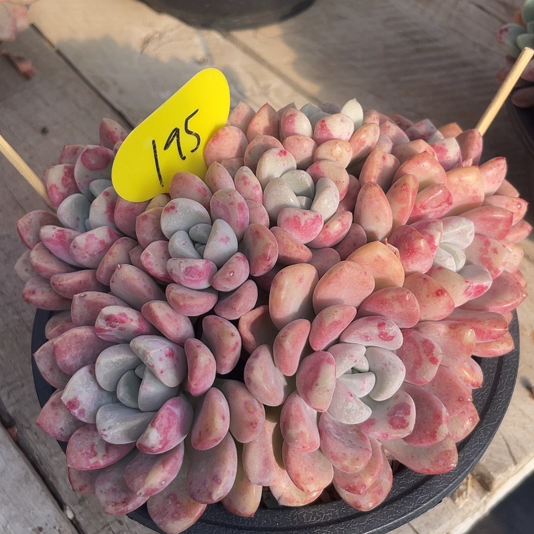 花斑鹿群生多肉植物195