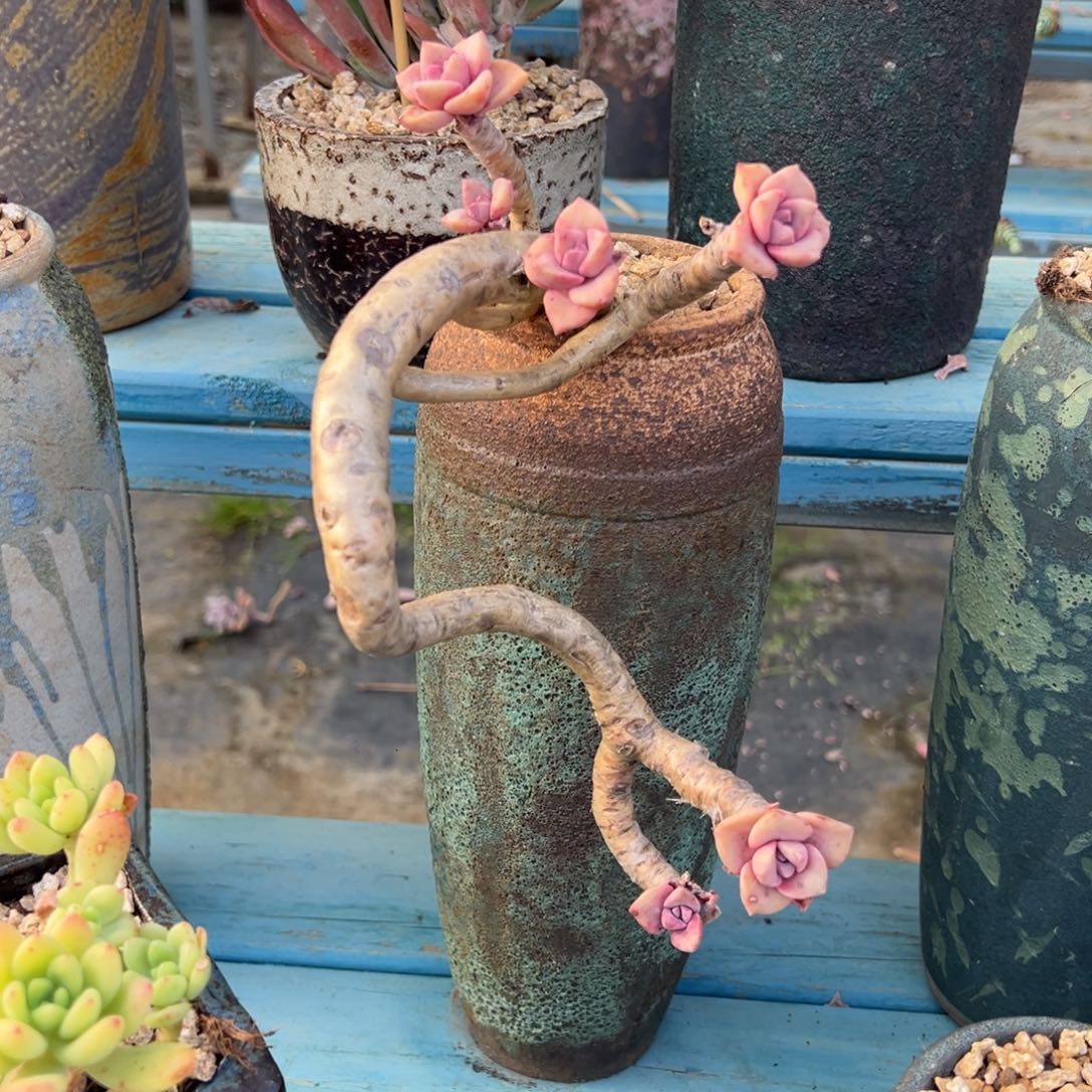 露养老桩脱土裸根彩虹糖五月份发货