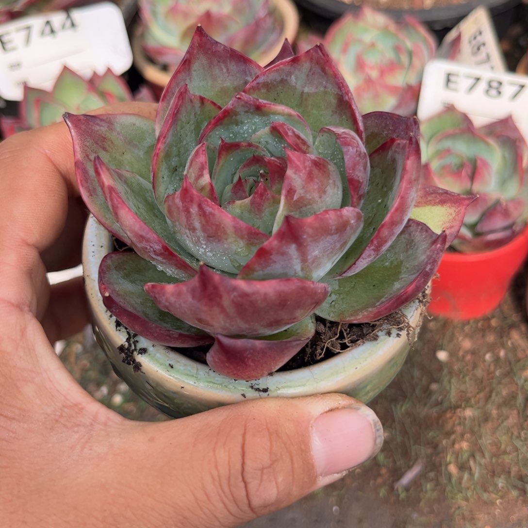 惊鸿一瞥850好多肉