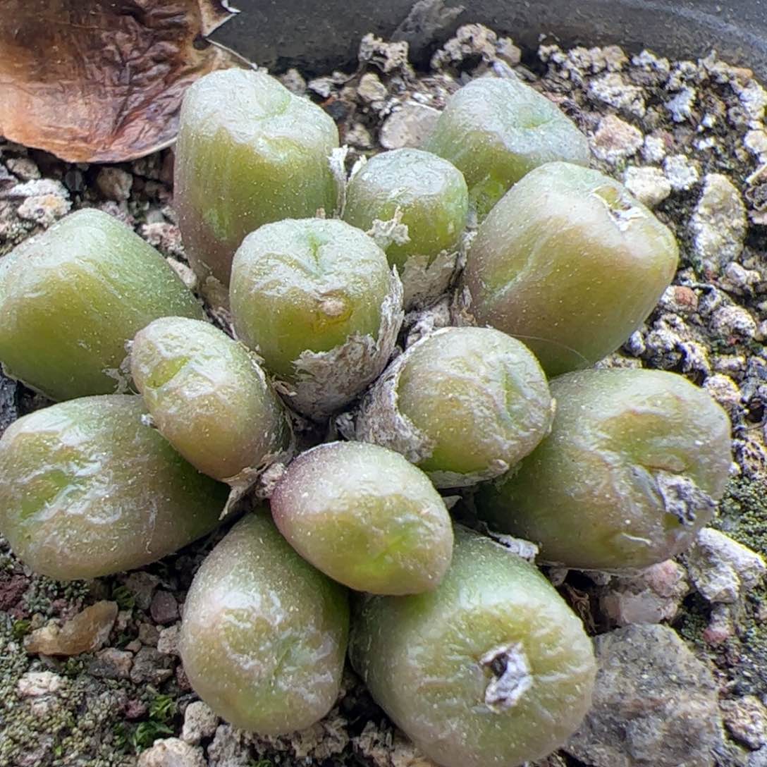 大家过年好22287