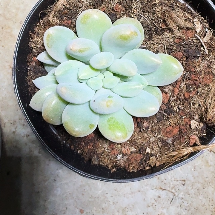 胖体 哥特 缀化 一物一拍