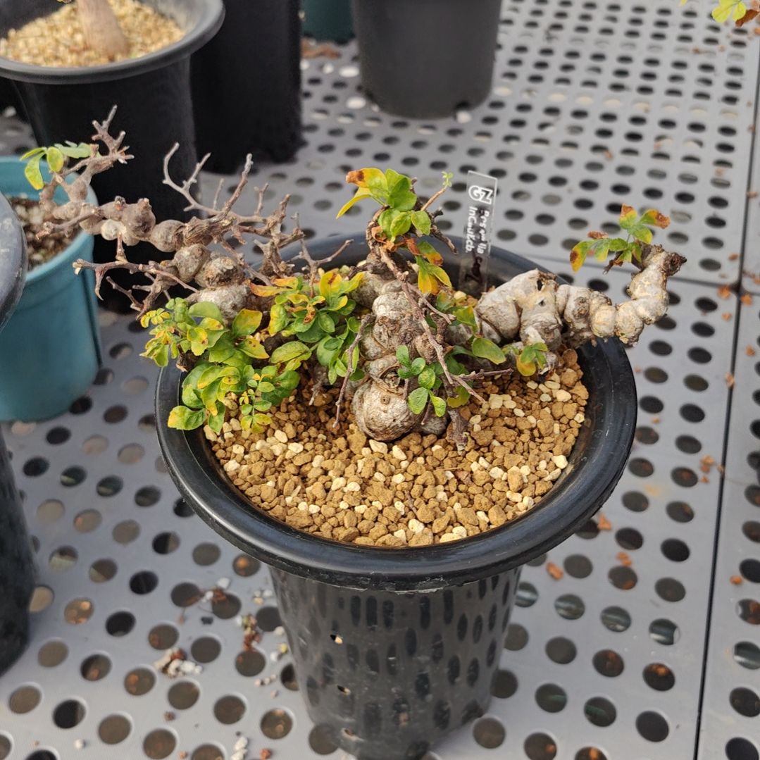 念珠橄榄熟桩可寄养