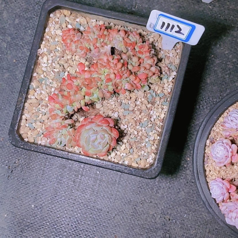 【闪购商品】巧****芙1112