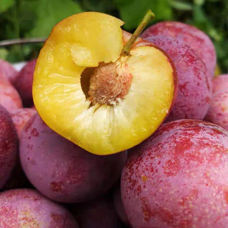 正宗四川脆红李冰糖李脆红脱骨脆李子蜂糖李大果想在现发