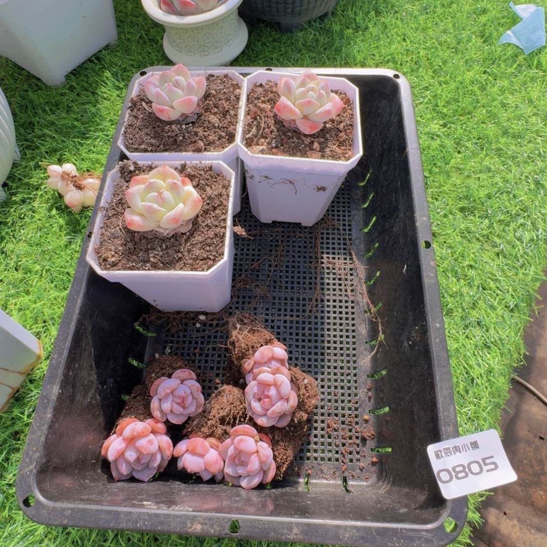 N****多肉植物一筐0805