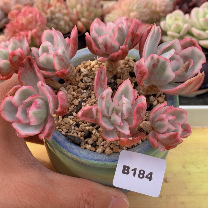 一物一拍满38包邮A184