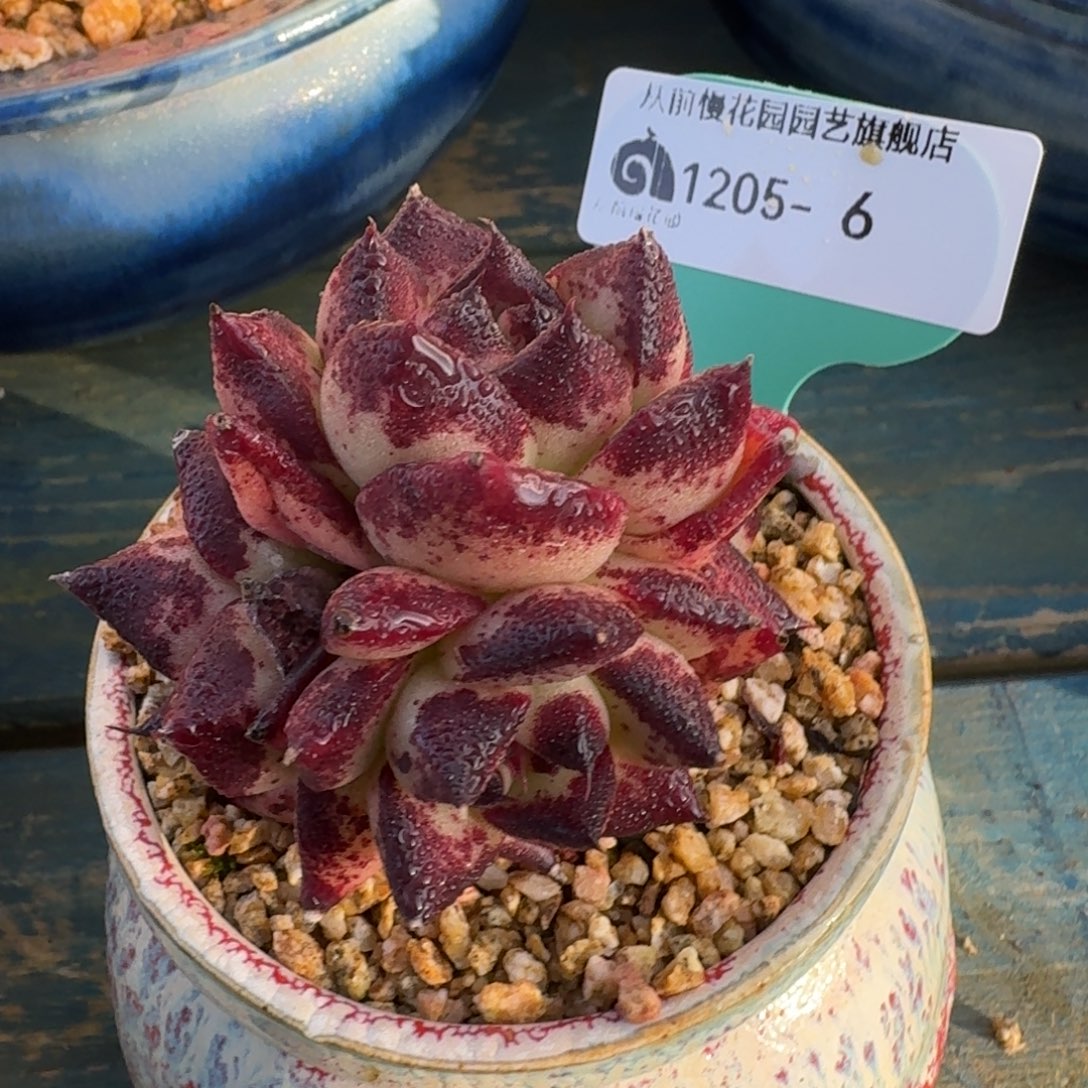 从前慢多肉精选编号1205.6