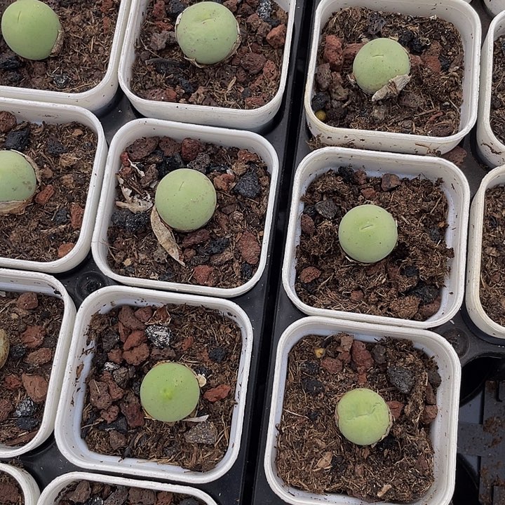 鸽子蛋带盆土发货