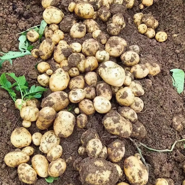 现挖黄皮黄心马尔枓土豆沙糯粉面当季