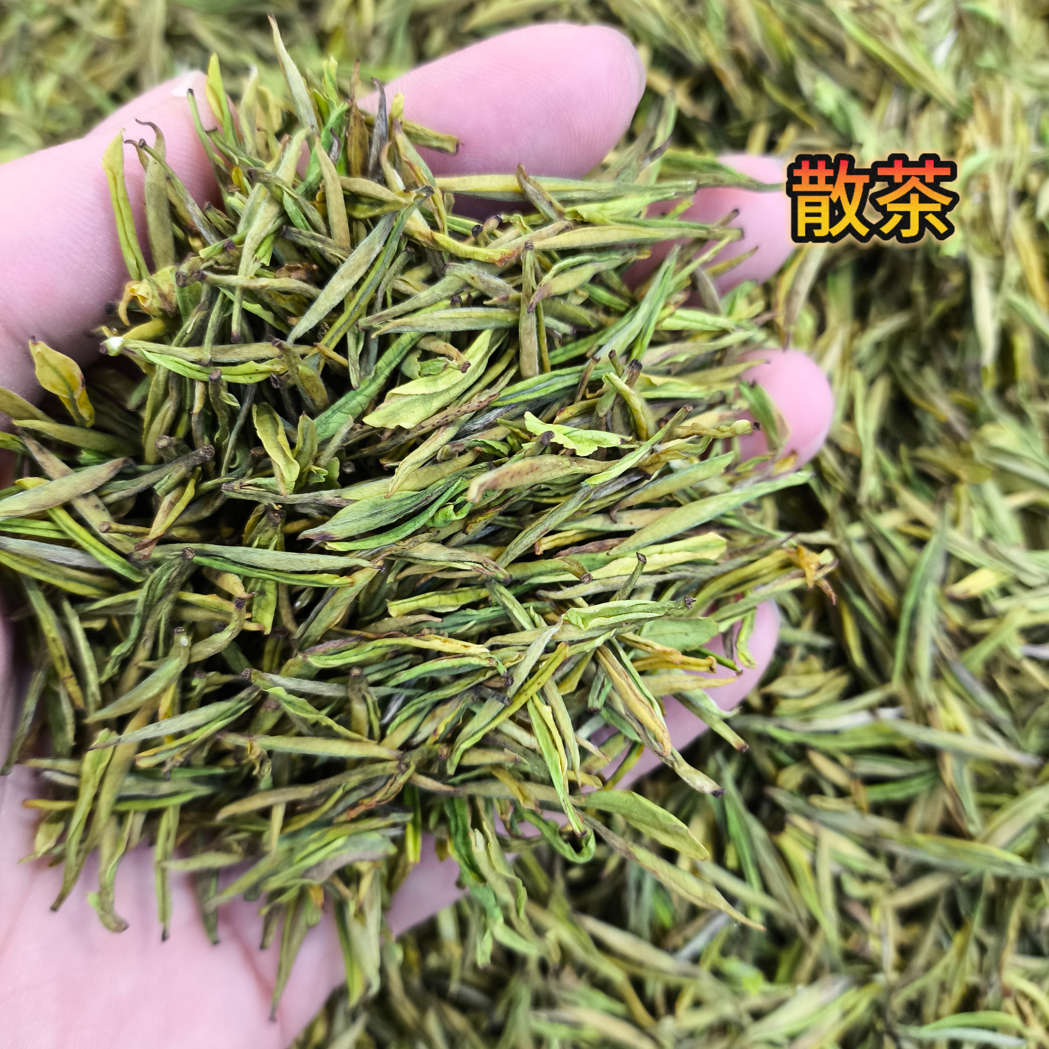 【安吉白茶】2025明前清香型绿茶