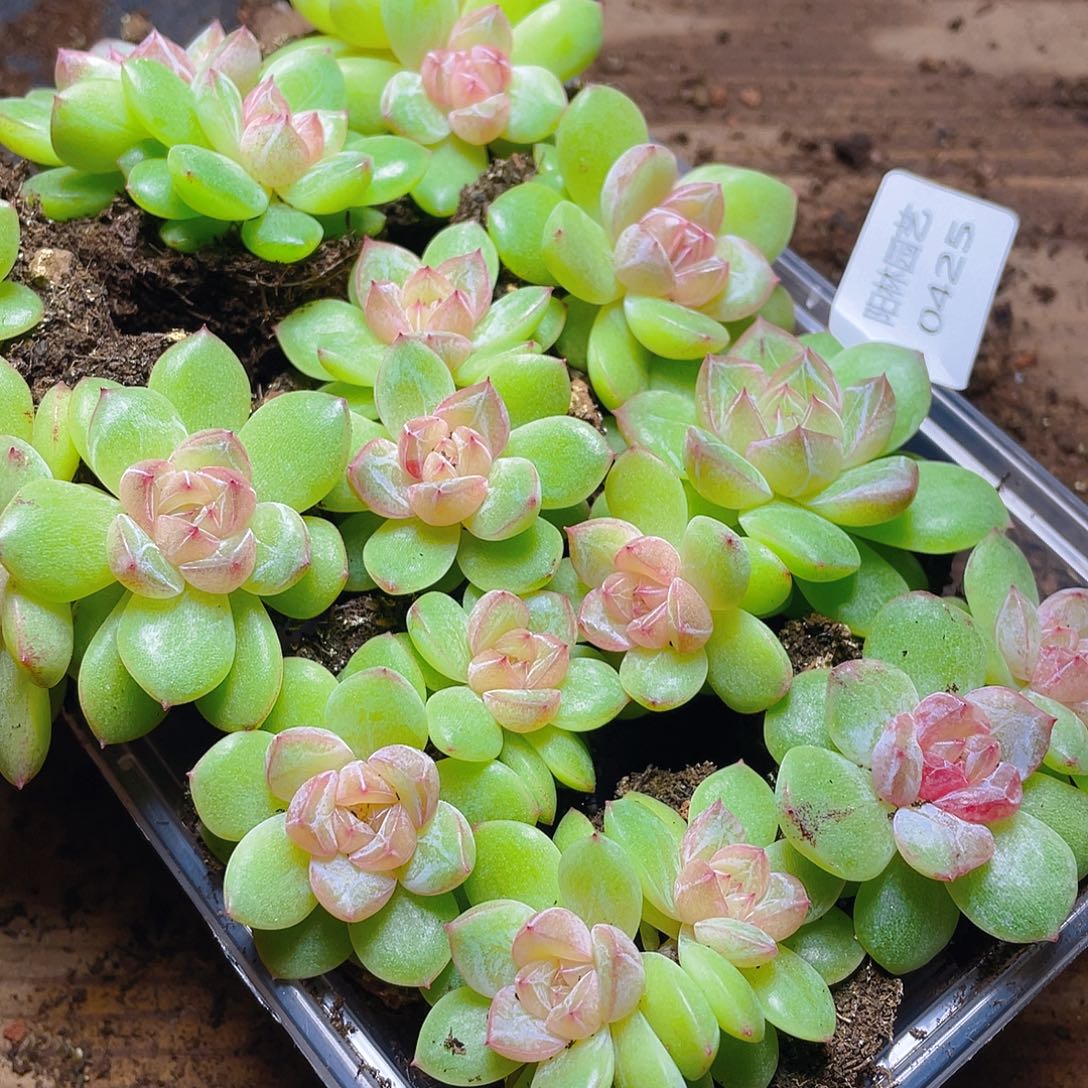 大***子多肉植物多肉植物425