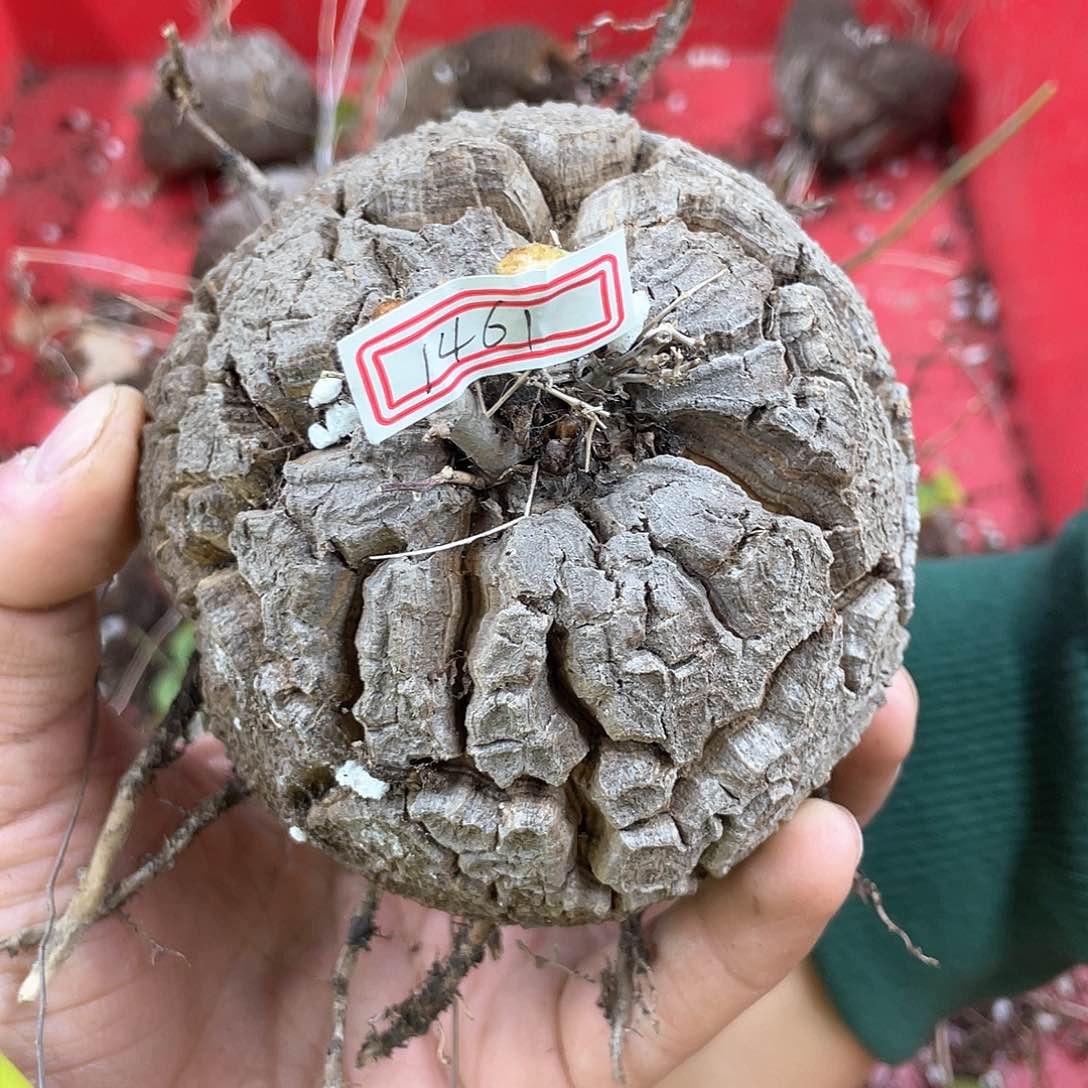 龟甲龙一物一拍1461号10cm