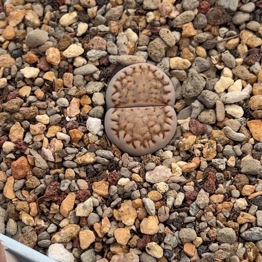 7604糖霜饼干1尺寸1.6