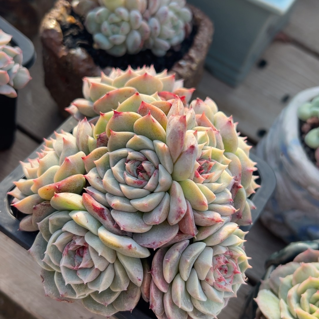 天鹅绒群八头群生