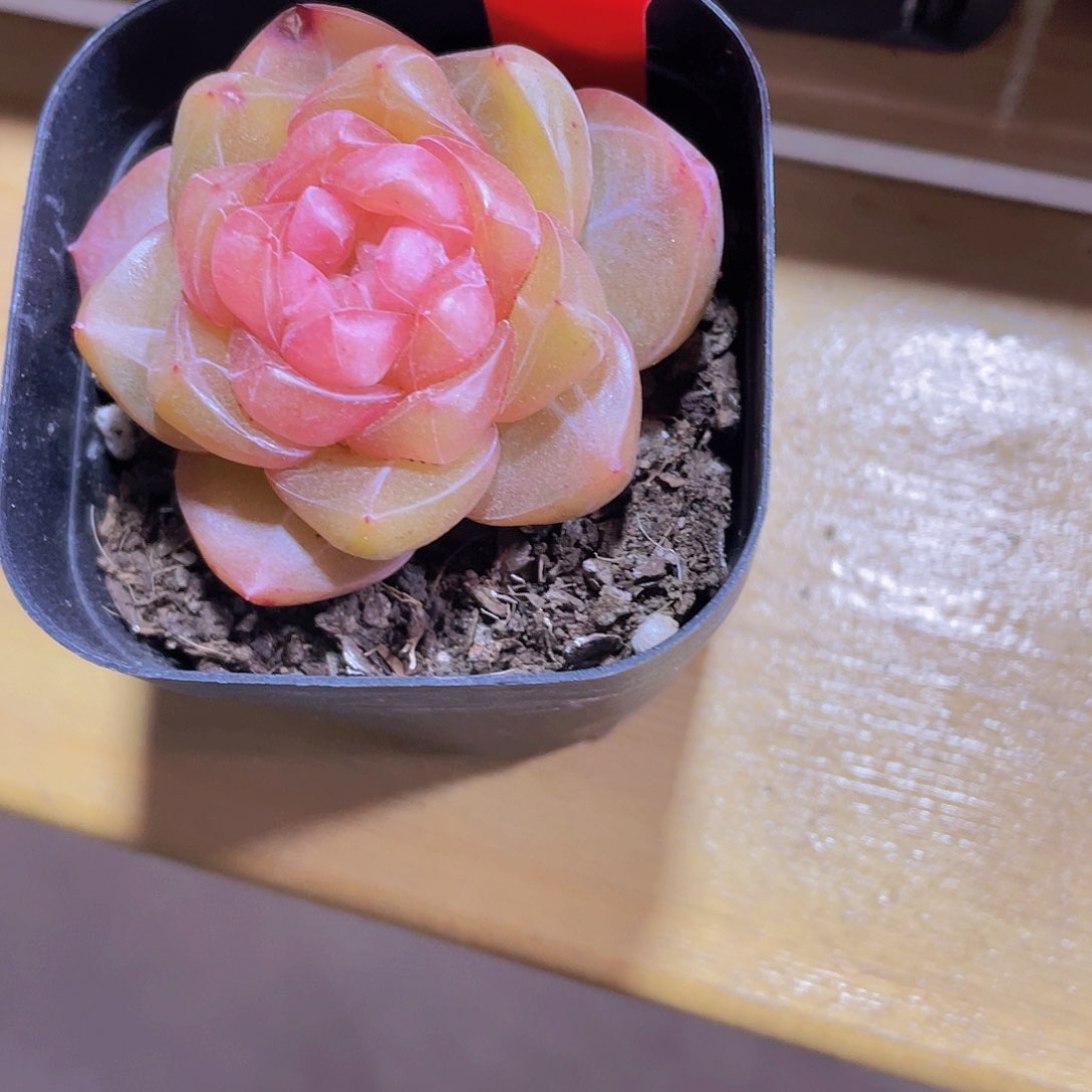 377号 厚叶胖珍妮孤品