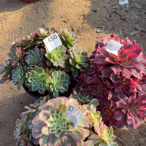 多肉植物花筒玉姿女巫