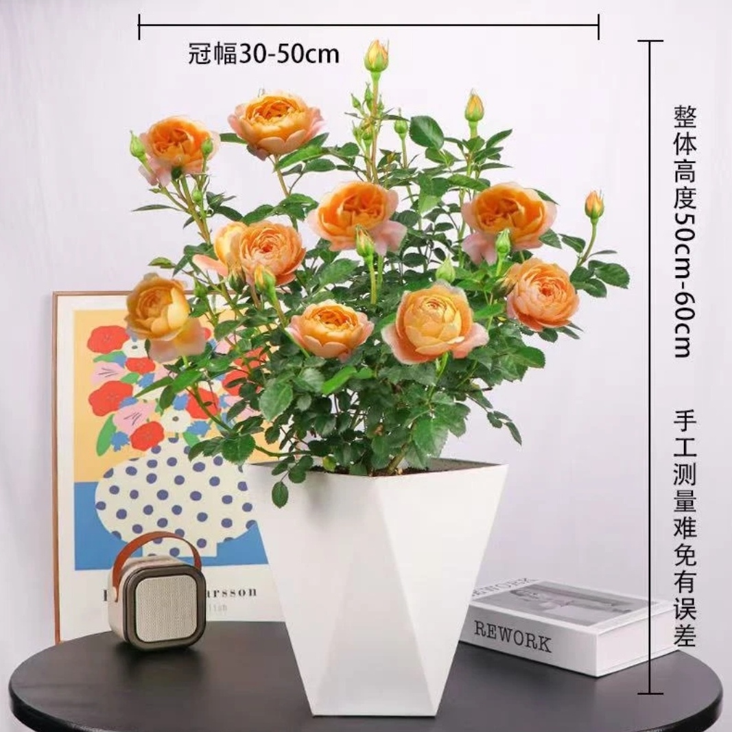 【主播补贴】白盆发货云南新款果汁阳台月季大花花苗带花苞盆栽朵