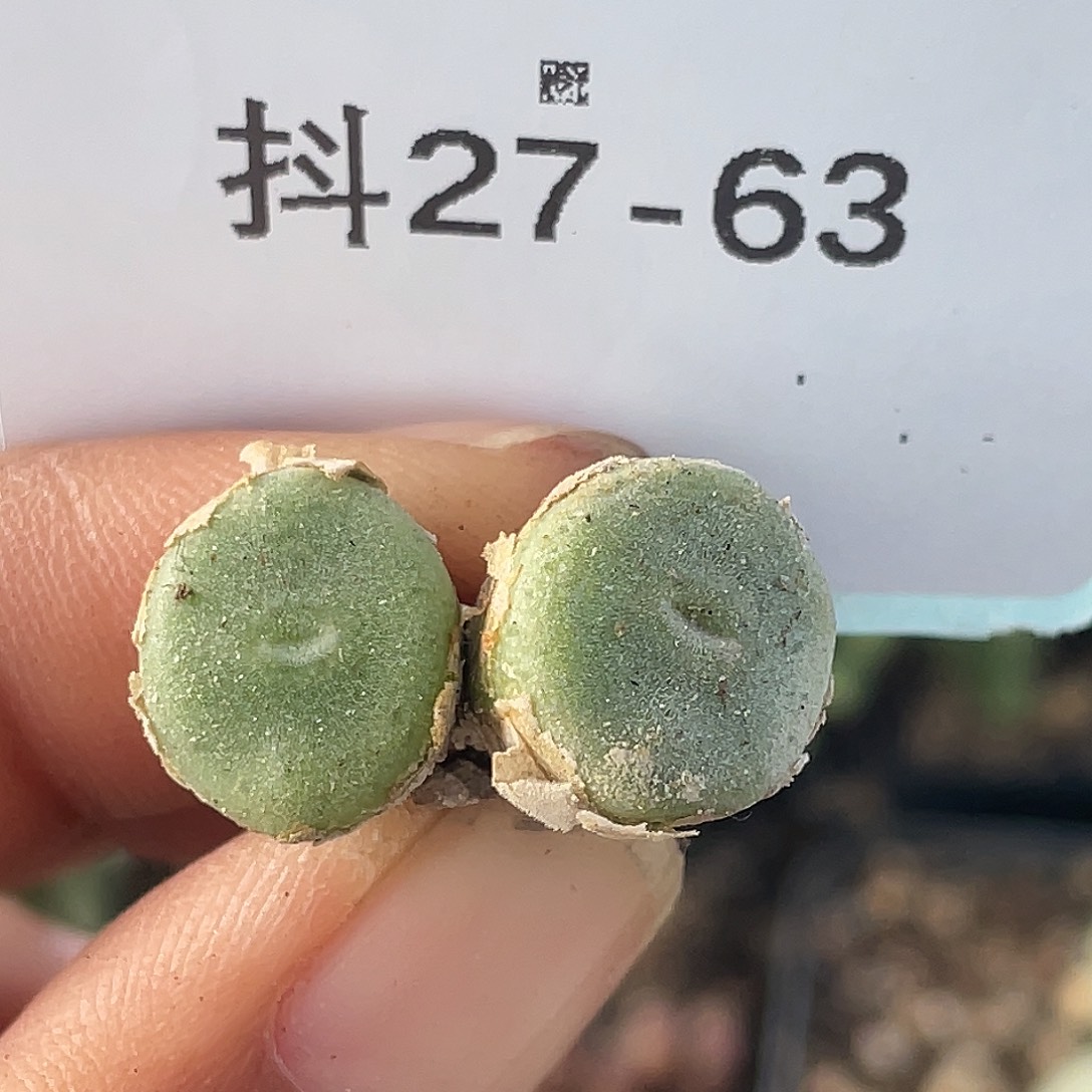 27-63毛钮扣多肉植物