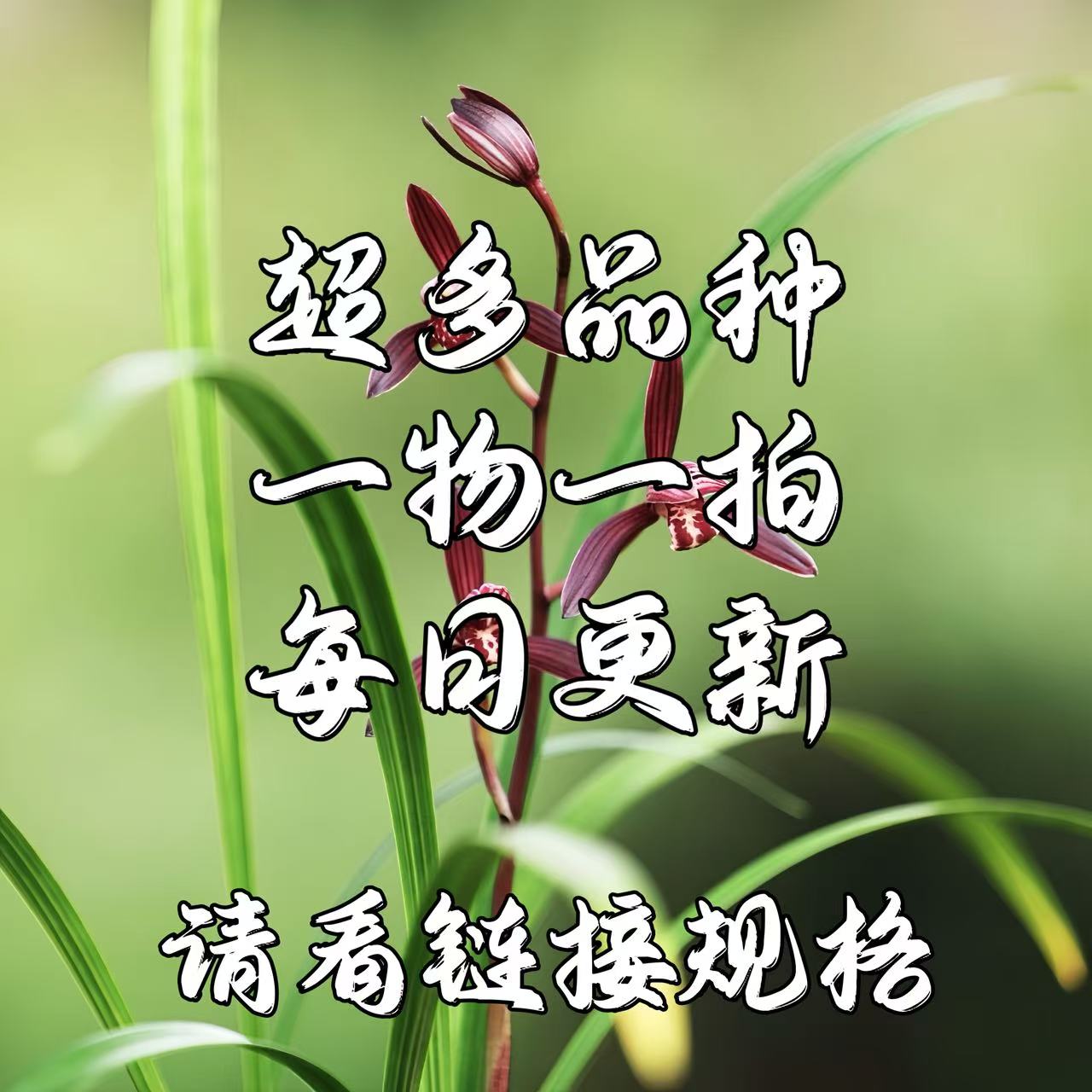 国兰实拍一物一拍详见规格所见即所得