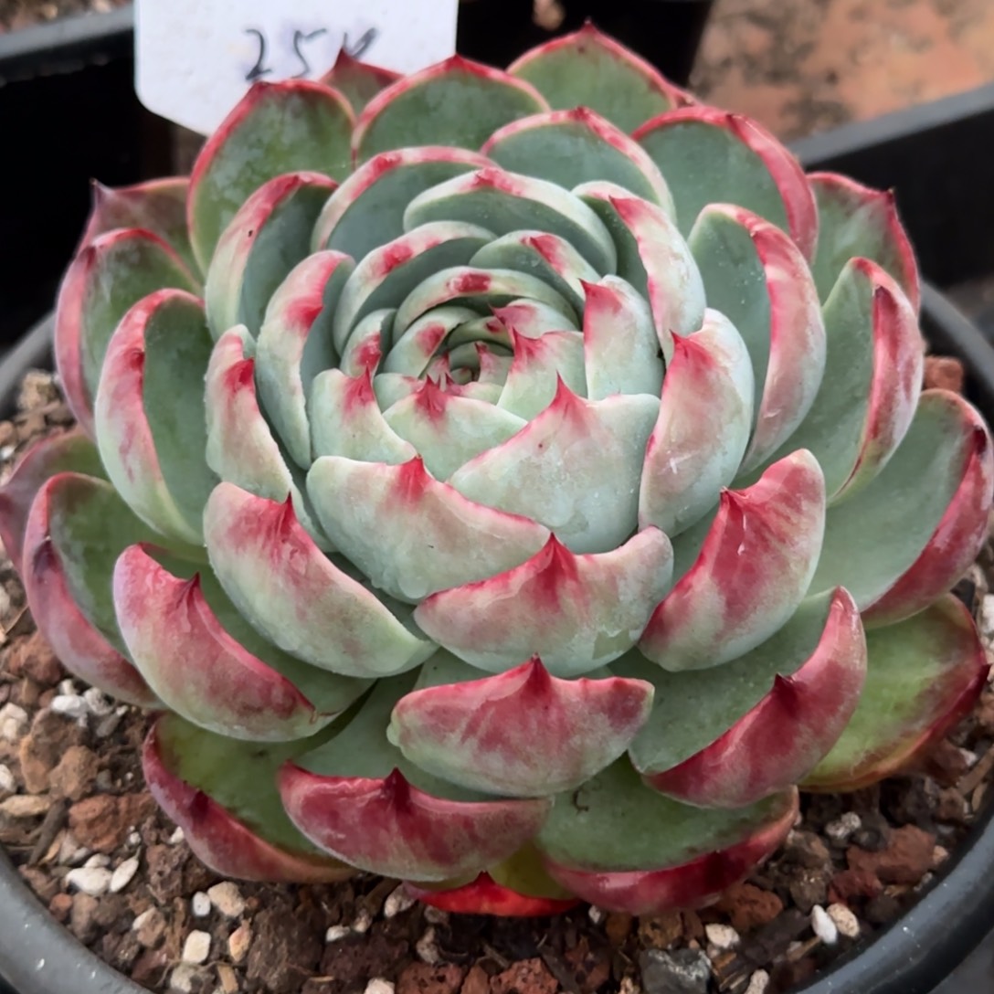 包子花脸惊鸿一物一拍包装收缩花旱258