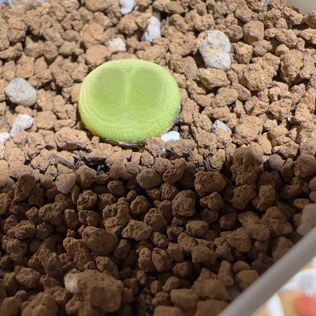 肉锥多肉植物组合-sh1200拉登1580