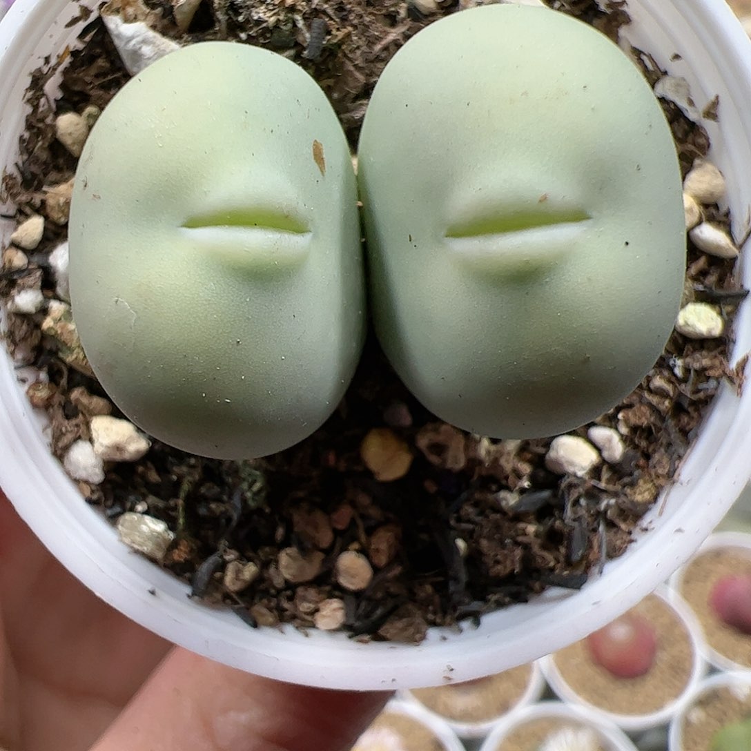 【闪购商品】109 双头鸽子蛋