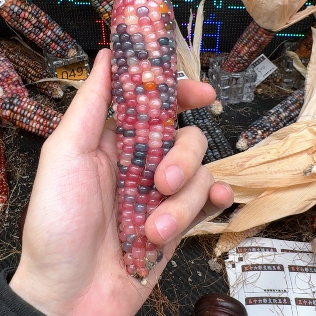 柏香籽/百香籽吊坠?*合