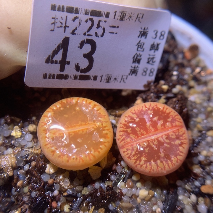 精品生石花225.43