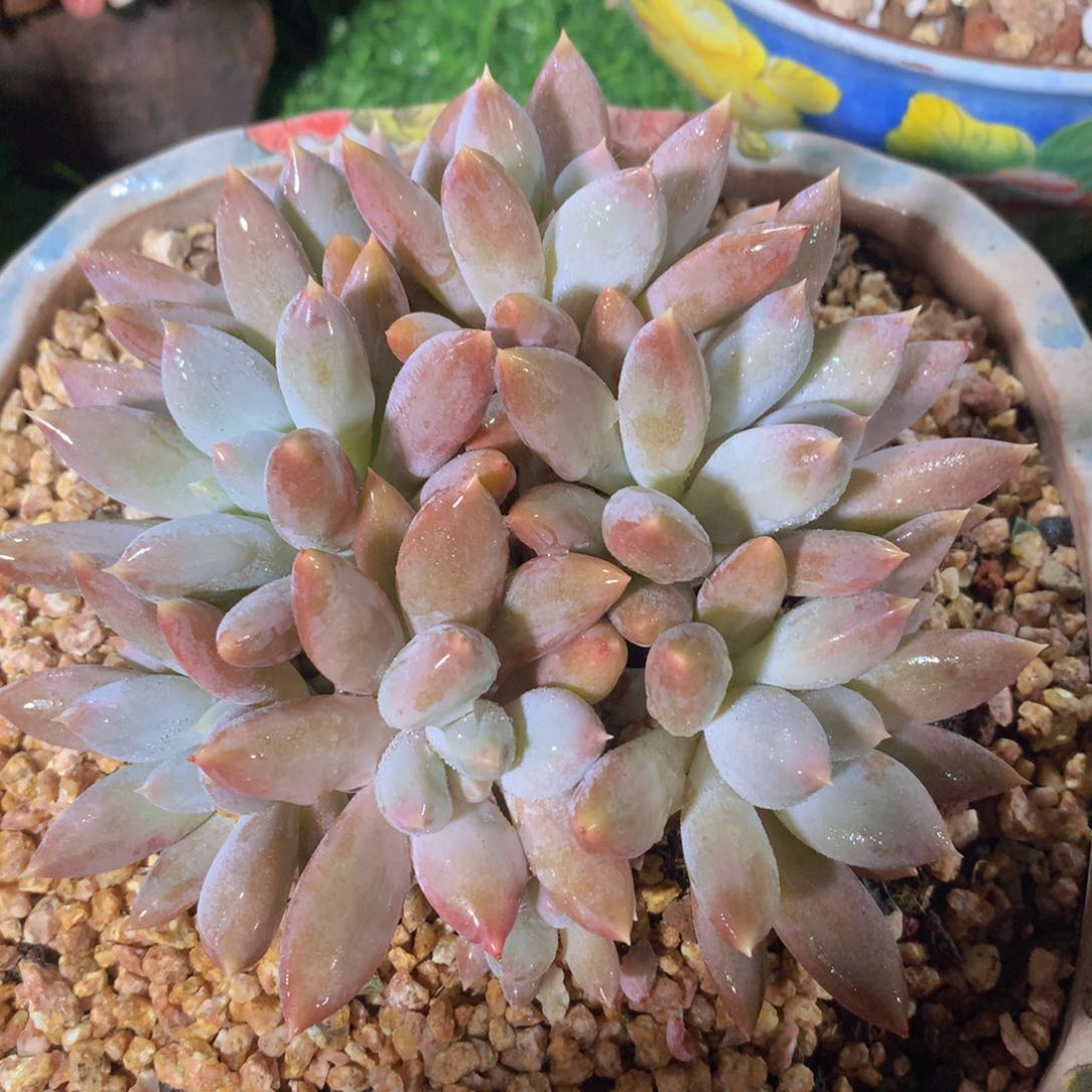 哥特萝莉14 公分一物一拍