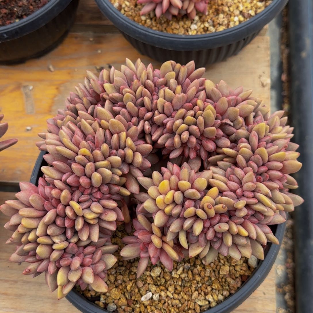 桃花源缀化多肉植物