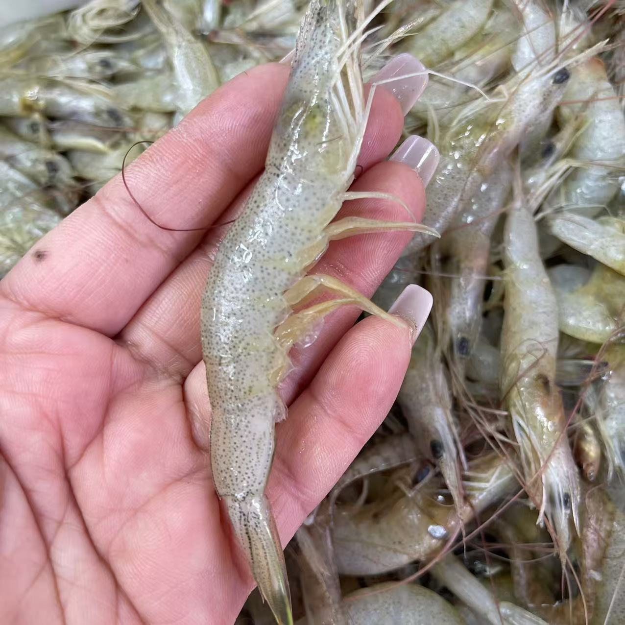 大连白银虾羊毛虾 顺丰包邮 易掉头介意勿拍