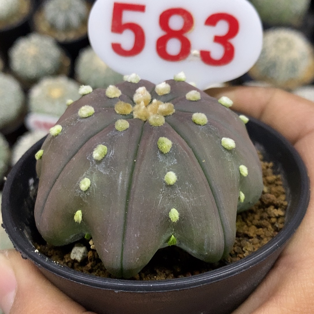 583紫皮海星福利特价啦