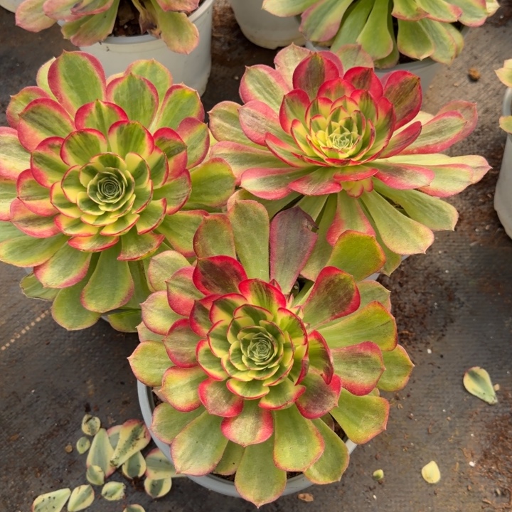 粉玉芙蓉啊啊啊啊